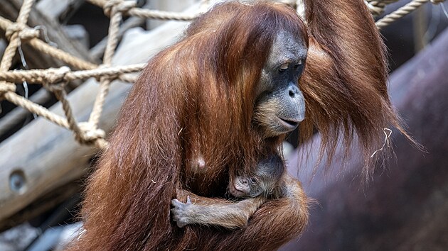 Mal sameek orangutana z prask zoologick zahrady dostal jmno Harapan. (2....