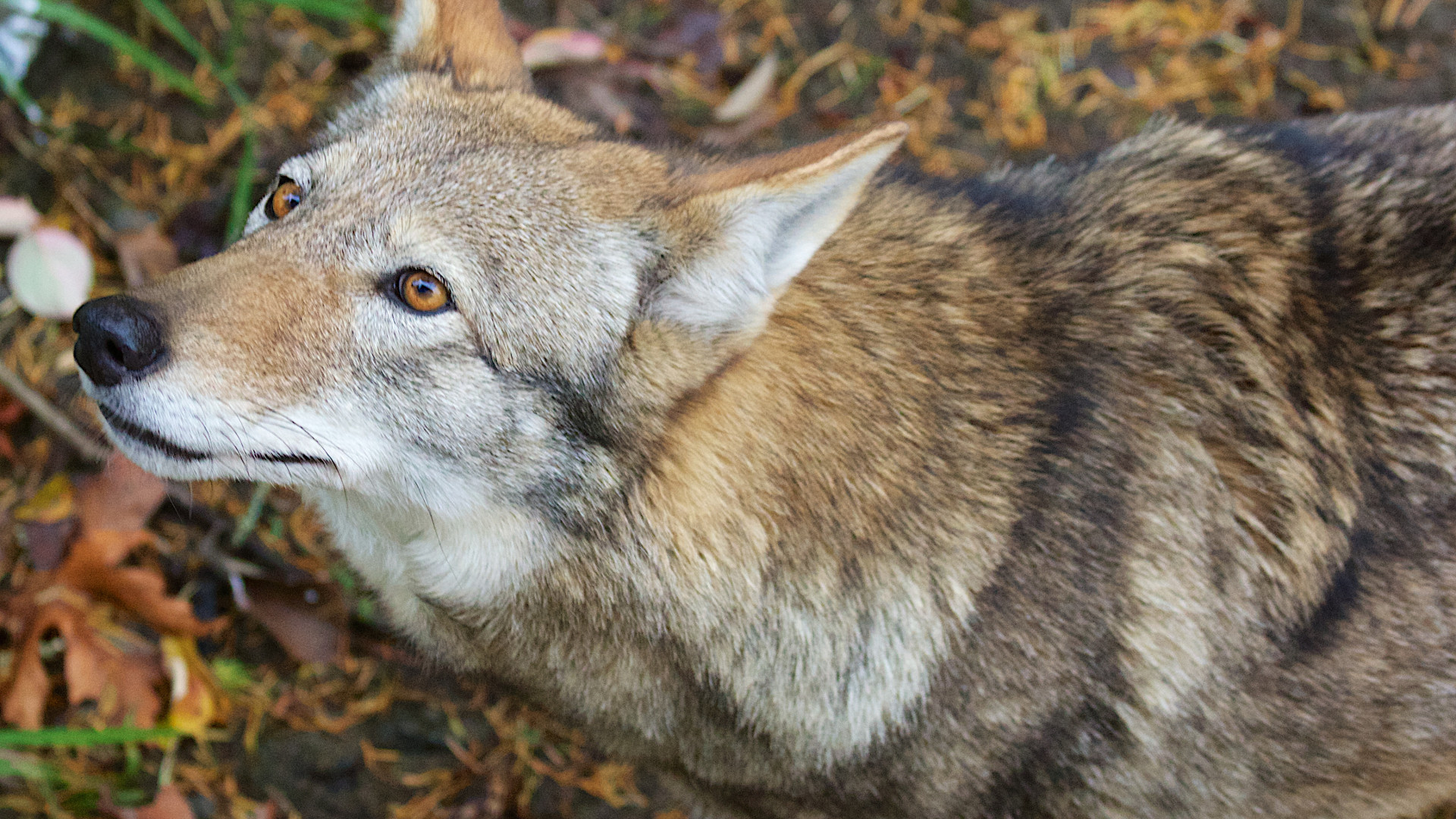 A red wolf with many colored fur stares up while standing on a leaf-covered ground