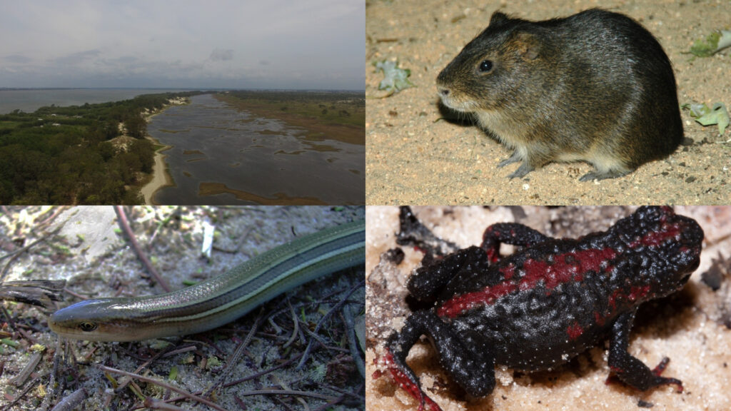 A collage of photos: Brazil flooding, guinea pig, red and black frog, legless lizard