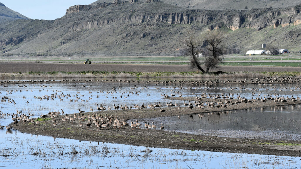 Hundreds if not thousands of birds sit in or near the water in a wetlands while a mountain looms behind them