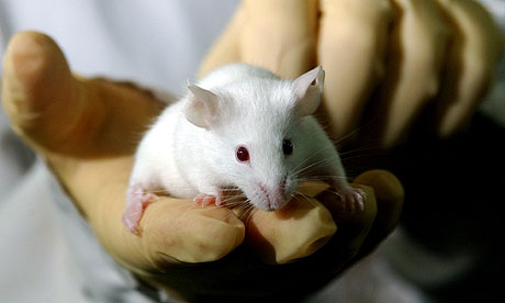 Anti-ageing compound set for human trials after turning clock back for mice