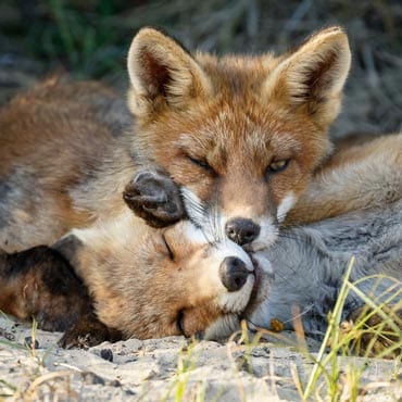 foxes cuddling wildearth guardians