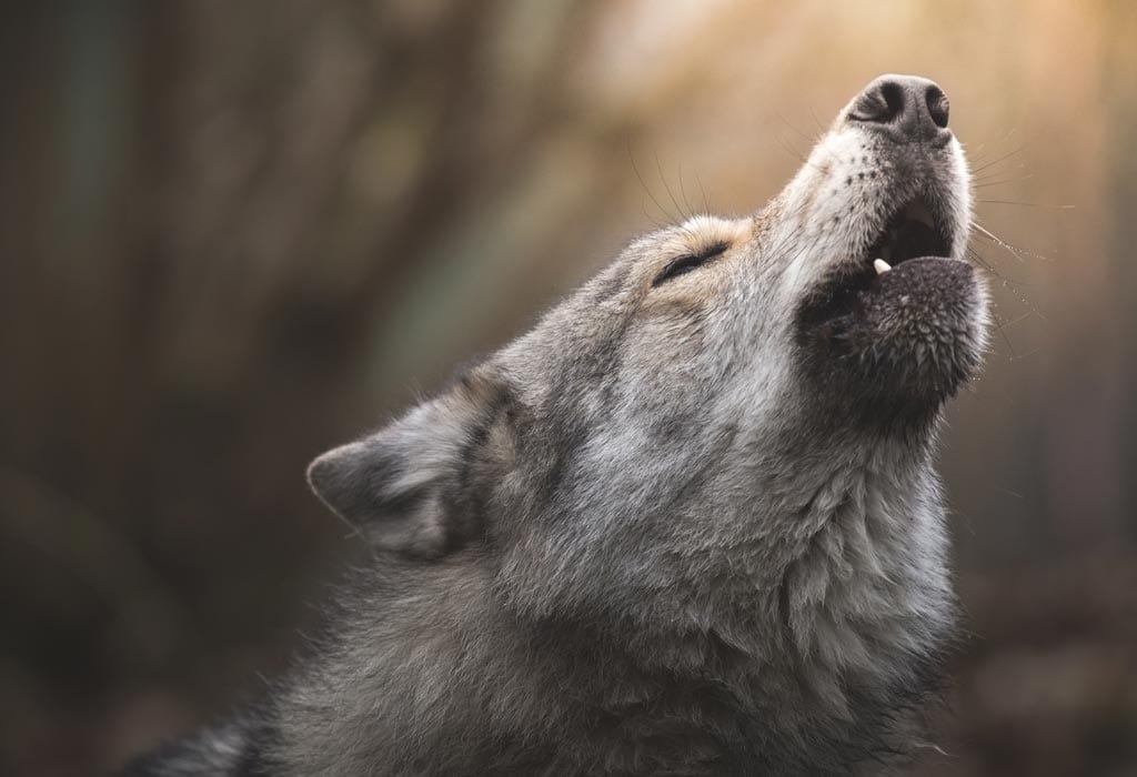 Howling Wolf close WildEarth Guardians