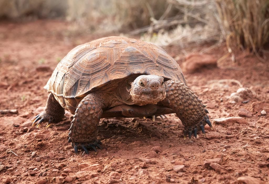 desert tortoise WildEarth Guardians