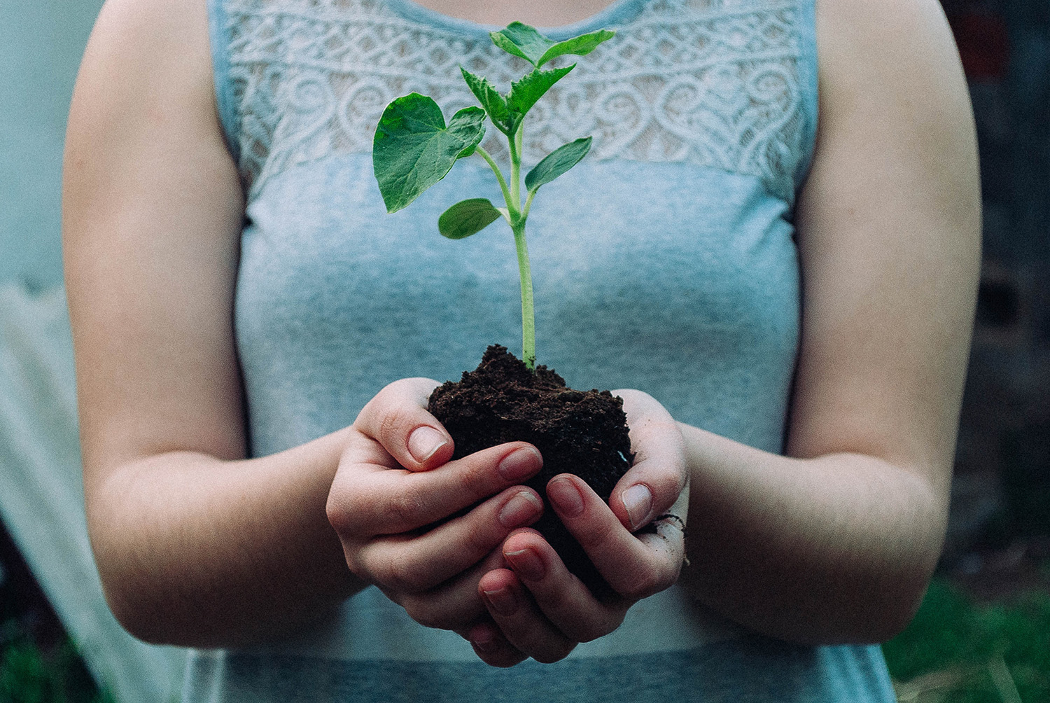 growing your readership - hands holding seedling
