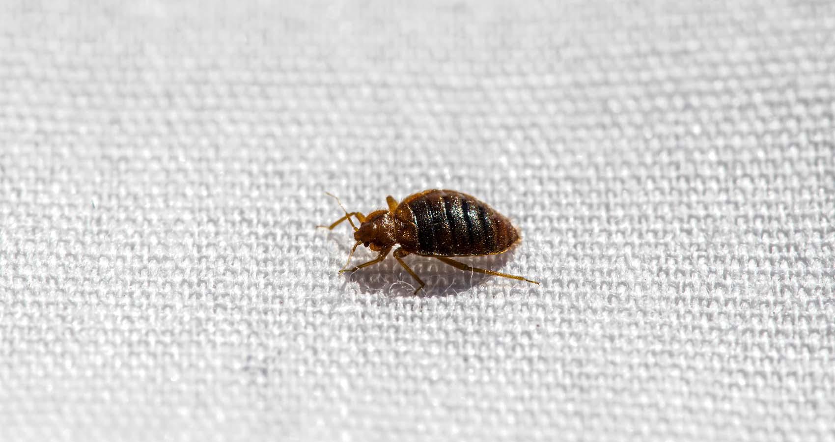 Columbus Bed Bug Removal