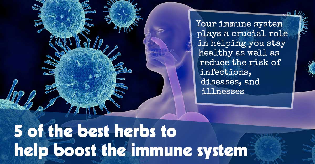 5 Of The Best Herbs To Help Boost The Immune System