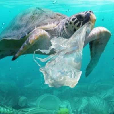Sea Turtle with plastic bag