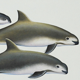 Illustration of vaquita porpoises
