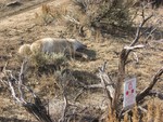 M44 Dead Wolf or Coyote near POISON sign 2016-05813_Partial 11_Item 1(New Mexico) 12.pdf