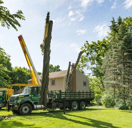 True Guardian Tree Services Tree Lopping
