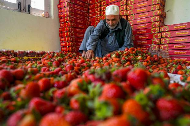 A former sorts freshly harvested strawberries, the first fruit of the season in Kashmir, in Gasso area on the outskirts of Srinagar. (PTI Photo)