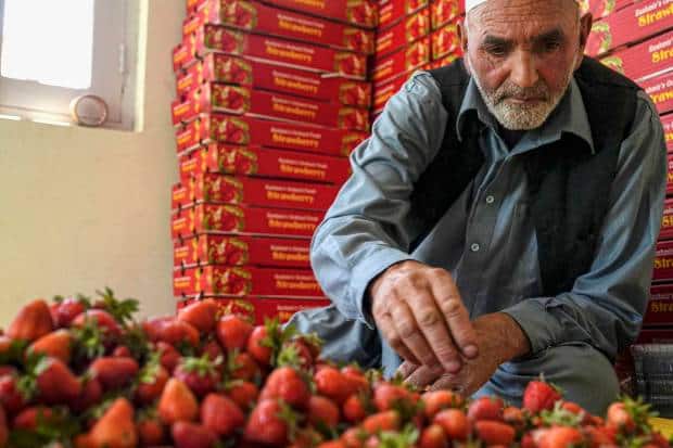A former packs freshly harvested strawberries, the first fruit of the season in Kashmir, in Gasso area on the outskirts of Srinagar. (PTI Photo)