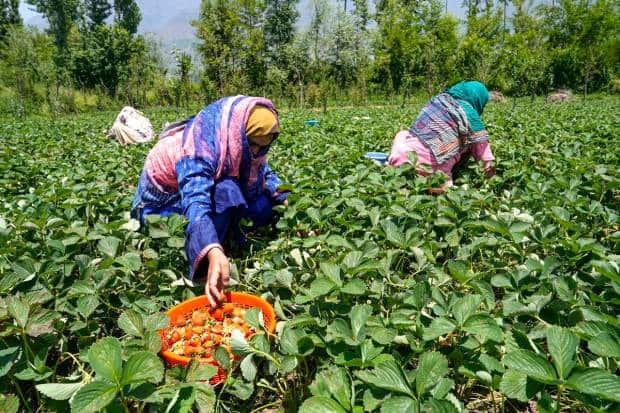 Women harvest strawberries, the first fruit of the season in Kashmir, in Gasso area on the outskirts of Srinagar. (PTI Photo)