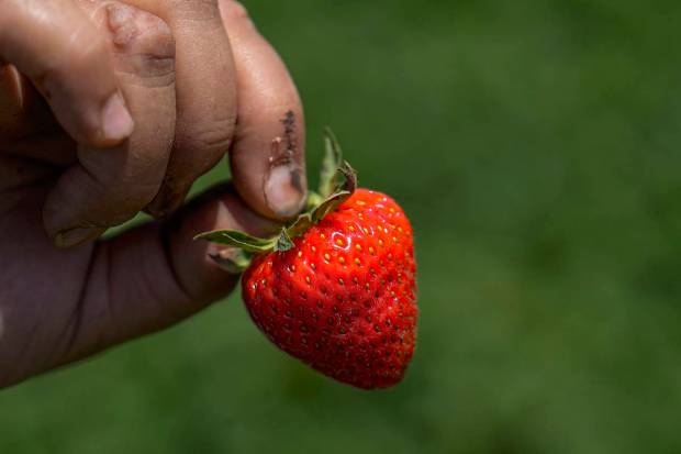 A former packs freshly harvested strawberries, the first fruit of the season in Kashmir, in Gasso area on the outskirts of Srinagar. (PTI Photo)
