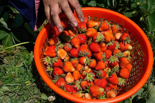 A former sorts freshly harvested strawberries, the first fruit of the season in Kashmir, in Gasso area on the outskirts of Srinagar. (PTI Photo)