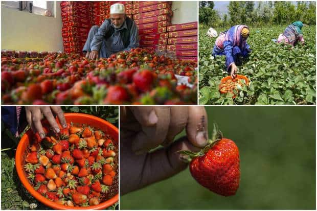 In Srinagar, harvesting of strawberries has begun. This is the first fruit of the season in Kashmir and is grown mostly in the Gasso area on the outskirts of Srinagar. Gasso is known as the strawberry village and is abuzz with harvesting of this bright red colored fruit. The place is also known for its high-quality strawberries.The incessant rains, wind storms, and prolonged cold weather in Kashmir sometimes badly hit the strawberry crop, with farmers incurring losses. It is pertinent to mention here that strawberries are among the first fruits that grow in Kashmir after the six months of harsh winters in the region.Here are some photos. Have a look: