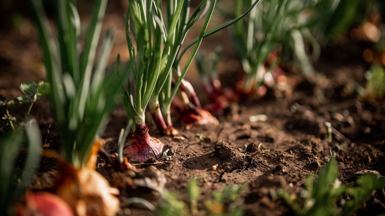 Onion bulbs growing in soil