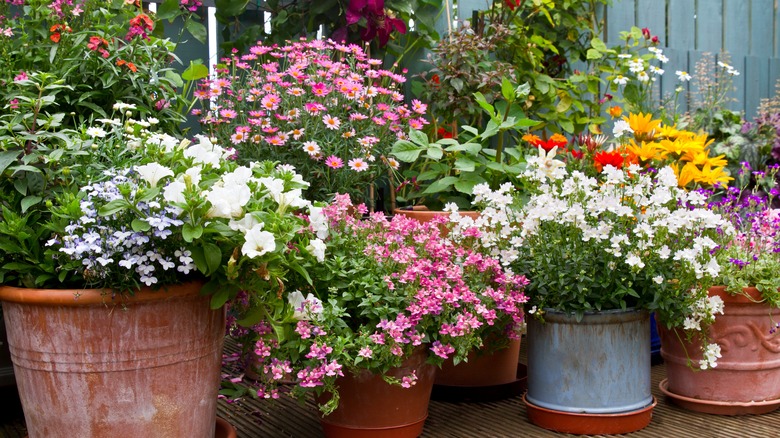 Colorful flowers in terracotta pots