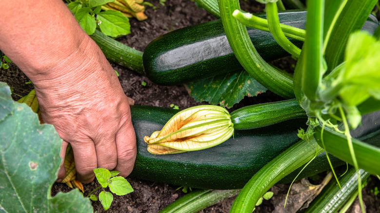 zucchini plant in a garden