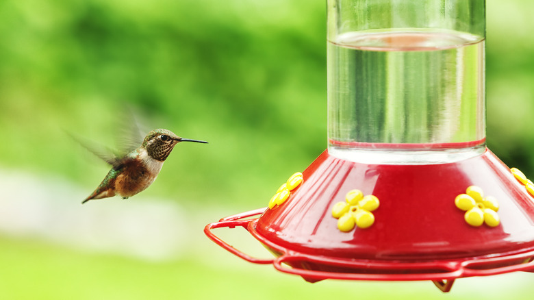 hummingbird approaching feeder for nectar