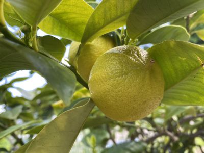 Fruits of the bergamot orange (Citrus bergamia)