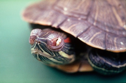 Vitamin A deficiency in red-eared terrapin