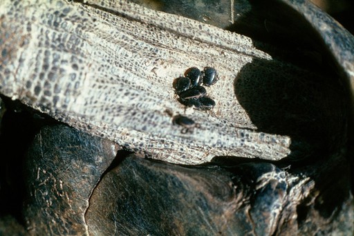 Ticks on the skin of a tortoise's thigh.