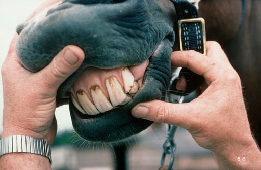 Examining horse's incisors for wolf tooth