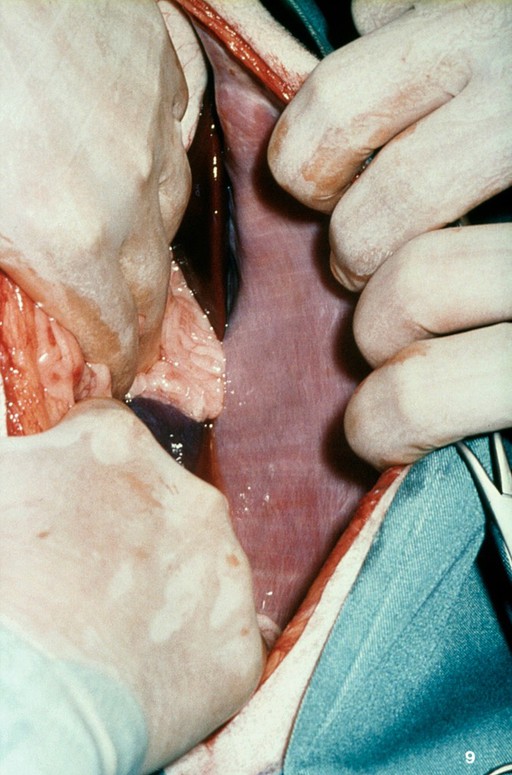 Opened up dog: parietal peritoneum