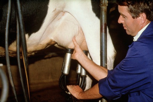 Milking cows: machine stripping
