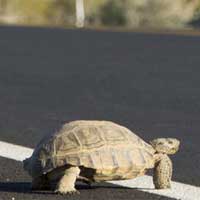 Desert tortoise in Joshua Tree National Park