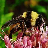 American bumblebee