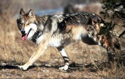 Mexico releases two pairs of endangered gray wolves