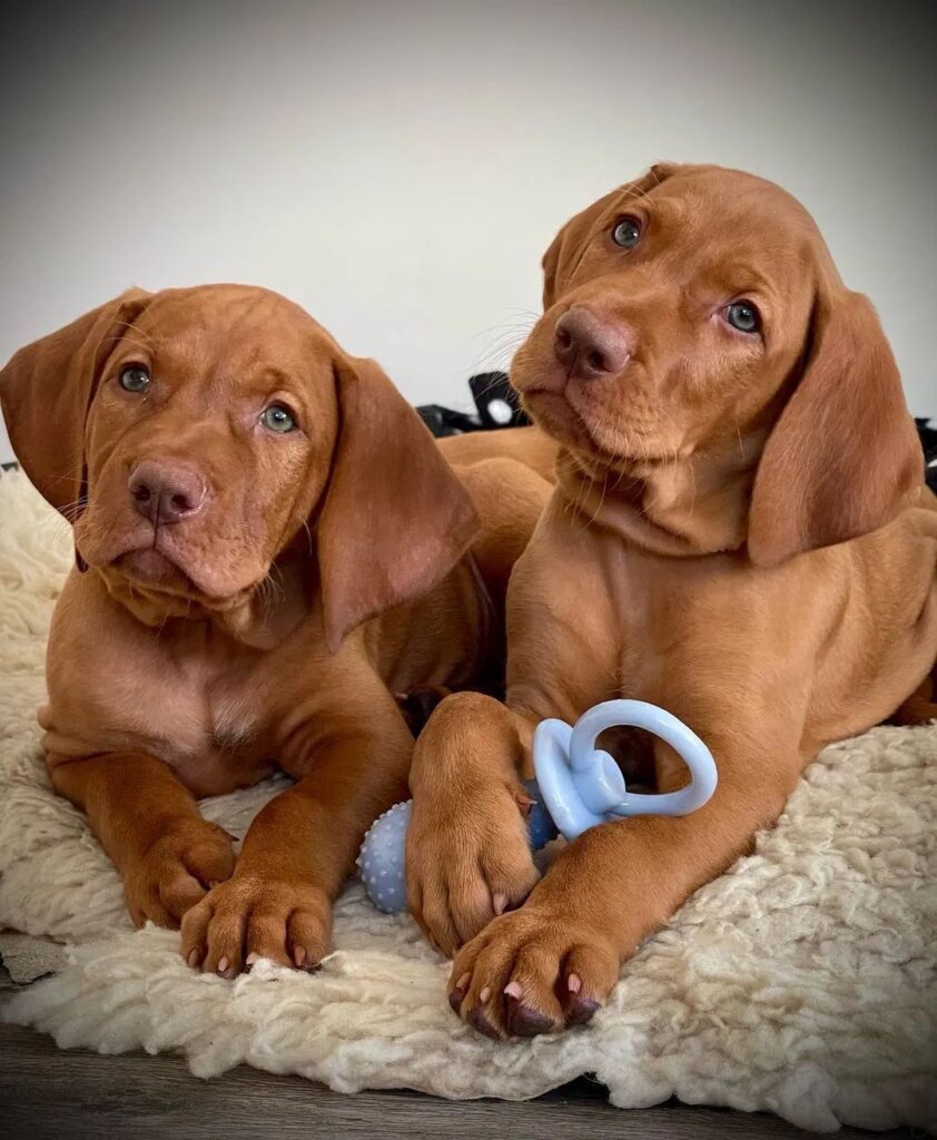 Vizsla puppy for sale Vizsla puppies for sale