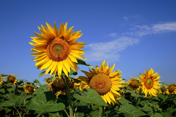 flowers,summer,sunflower,sun,oil,delicate