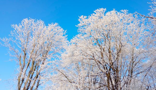 sky,winter,snow,tree,twig,white