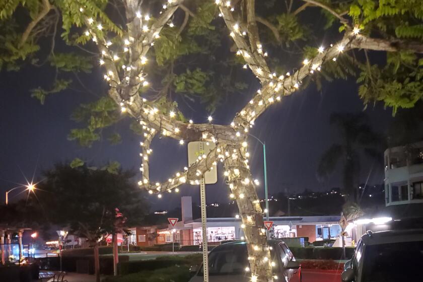 A new option for wraparound tree lighting was demonstrated May 30 along La Jolla Boulevard in Bird Rock.