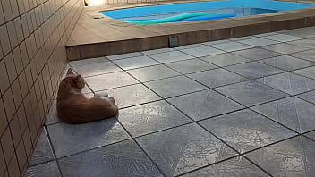 maduro, gostoso, piscina, gato