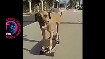 cachorro, cbj, skate