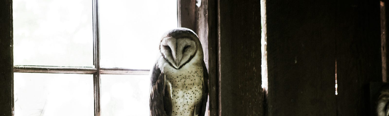 Owl in front of a paned window