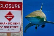 california shark attack san diego beach closed del mar