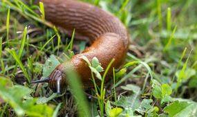 how to stop slugs snails garden natural repellent