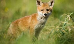 Gardeners told kitchen staple will keep foxes away