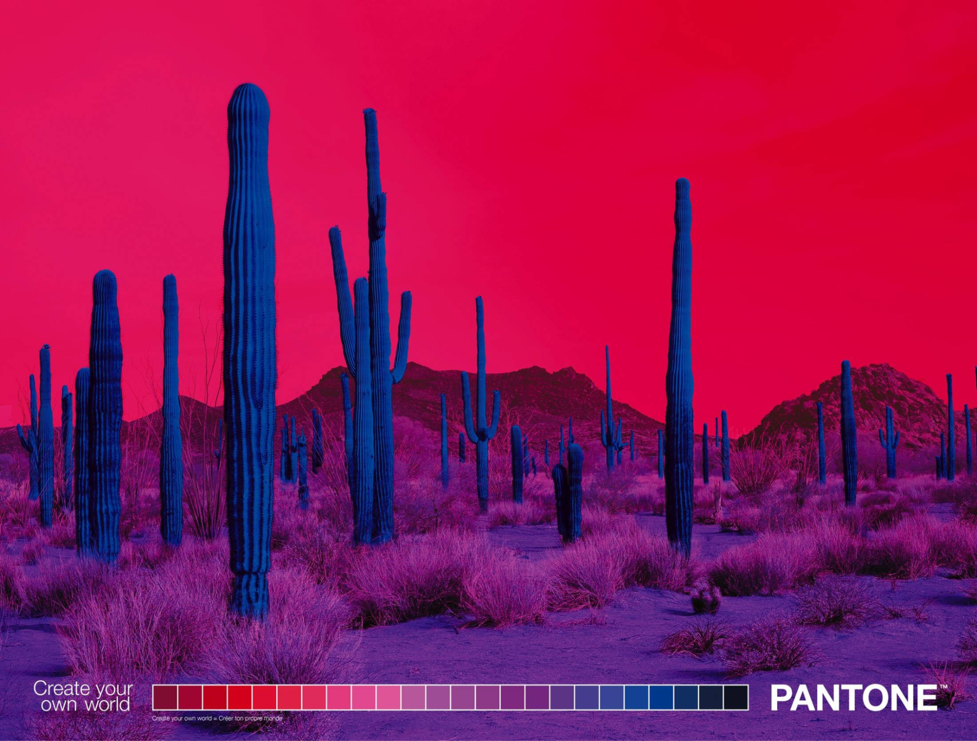 Landscape image of a desert with tall, spiky cacti set against a bright pink/red sky and purple sand.
