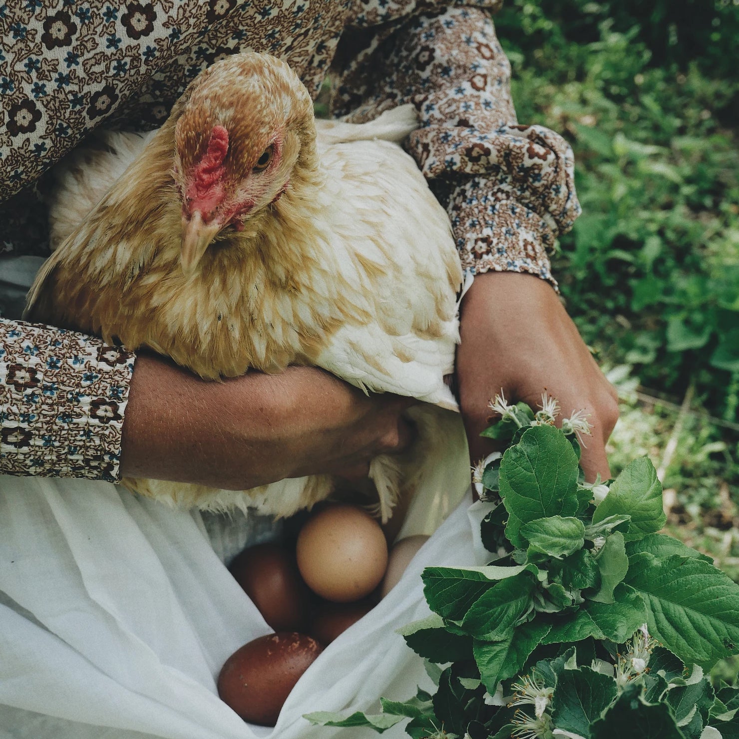 Person holds and chicken in one hand and cradles eggs in an apron in the other
