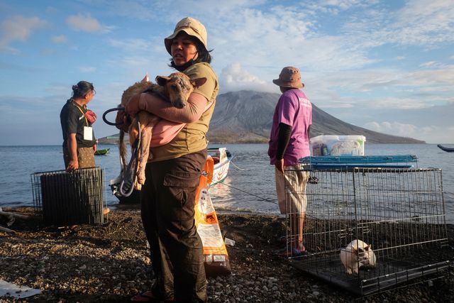 Helfende Hände (4.5.2024)Eine Freiwillige versorgt einen verletzten Hund am Fuße des Mount Ruang. Der Vulkan auf der indonesischen Insel Sulawesi ist in den vergangenen Tagen mehrfach ausgebrochen. Die Behörden haben für die Anwohner die höchste Sicherheitsstufe ausgerufen.