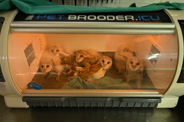 Aua! (23.5.2024) Sie sind aus dem Nest gefallen, nun sollen sie im Inkubator gesund werden: Sechs Schleiereulenküken werden auf der Intensivstation eines Tierkrankenhauses in der türkischen Stadt Gaziantep behandelt.