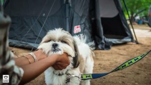 Ruffing It Right The Ultimate Guide to Stress-Free Camping with Your Pup