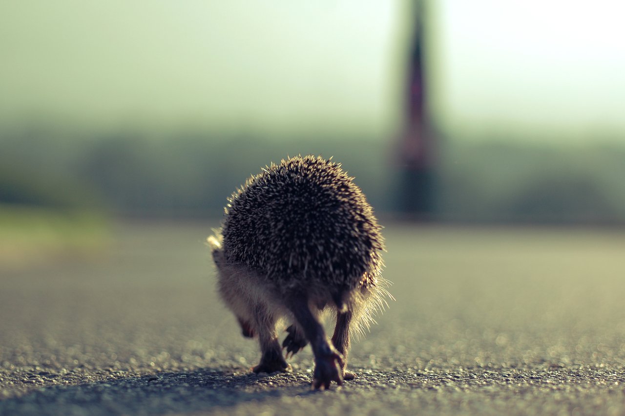 Hedgehog on the walk